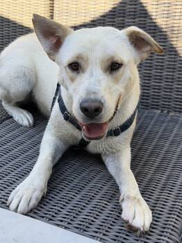 Bear -  Labrador Retriever Dog for Adoption in Sunnyvale, California - Bear | PetCurious
