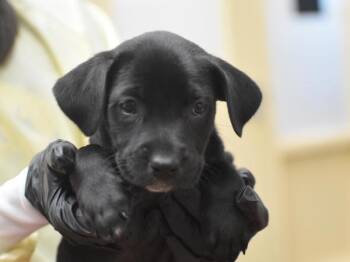 Barbara -  Terrier and Mixed Breed Dog for Adoption in Portland, Oregon - Barbara | PetCurious