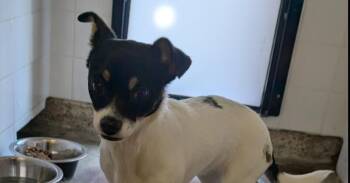Jack Russell Terrier Dogs Available for Adoption in Oakdale, California - Pixie | PetCurious
