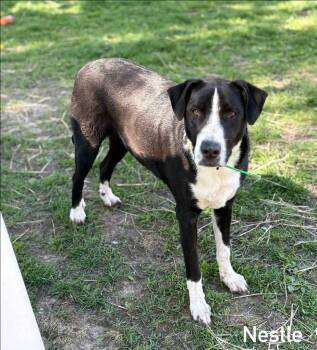 Nestle -  Border Collie Dog Available for Adoption in Sun Prairie, Wisconsin - Nestle | PetCurious
