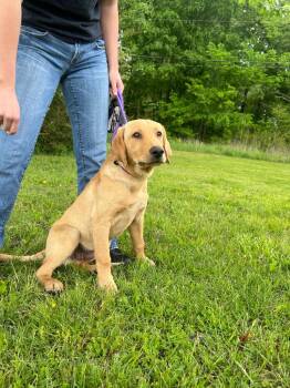 Labrador Retriever Dogs Available for Adoption in Murray, Kentucky - Wick | PetCurious