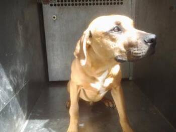 Jimmy -  Black Mouth Cur and Mixed Breed Dog for Adoption in Shreveport, Louisiana - Jimmy | PetCurious