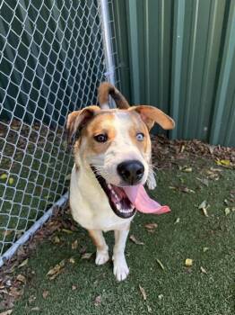 Great Pyrenees and Husky Dogs Available for Adoption - ARES | PetCurious