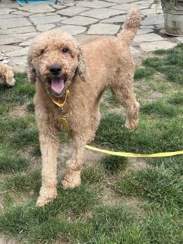 JAKE -  Goldendoodle Dog for Adoption in Rossford, Ohio - JAKE | PetCurious