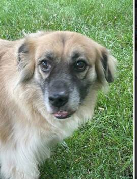 Winger -  Golden Retriever and Shepherd Dog for Adoption in Germantown, Ohio - Winger | PetCurious