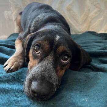 Rescue Beagle Dogs for Adoption in Northbrook, Illinois - Daiquiri | PetCurious