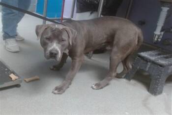 American Bulldog and Mixed Breed Dogs Available for Adoption - COLT | PetCurious