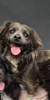 Dachshund Dogs Available for Adoption in Houston, Texas - Hazel | PetCurious