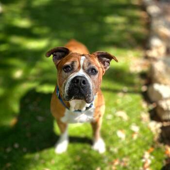 Zeus -  Mixed Breed Dog for Adoption in Port Charlotte, Florida - Zeus | PetCurious