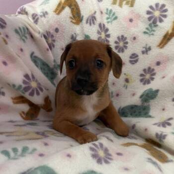Chihuahua and Dachshund Dogs Available for Adoption - Wee | PetCurious
