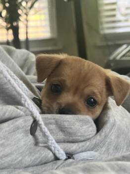 Mixed Breed Dogs Available for Adoption in Covington, Louisiana - Scheffler | PetCurious