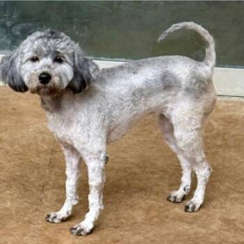 Poodle Dogs Available for Adoption - BILLIE JEAN | PetCurious