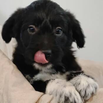 Mixed Breed Dogs Available for Adoption in Dekalb, Illinois - Irish | PetCurious