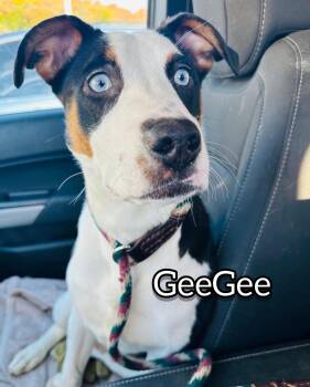 Rescue Australian Cattle Dog Blue Heeler Dogs for Adoption in Hollister, Missouri - GeeGee | PetCurious