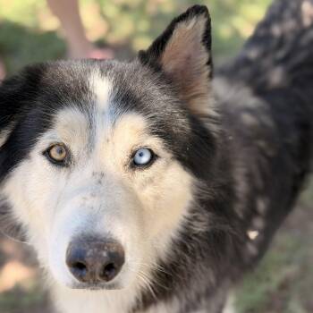 Kermit -  Husky Dog for Adoption in Marfa, Texas - Kermit | PetCurious