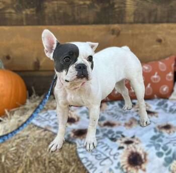 Rescue French Bulldog Dogs for Adoption in Mission Viejo, California - Vivienne | PetCurious