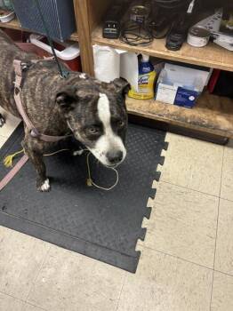 Rescue Pit Bull Terrier Dogs for Adoption in Stockton, California - KOVILE | PetCurious