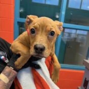 Mixed Breed Dogs Available for Adoption in New York, New York - Simon | PetCurious