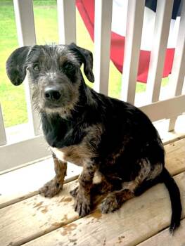 Saba -  Miniature Poodle and Catahoula Leopard Dog Dog for Adoption in New Baltimore, Michigan - Saba | PetCurious
