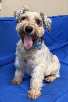Jax -  Schnauzer Dog for Adoption in Plant City, Florida - Jax | PetCurious