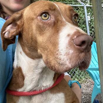 Polly Pocket -  Pit Bull Terrier and Basset Hound Dog for Adoption in Newport, North Carolina - Polly Pocket | PetCurious