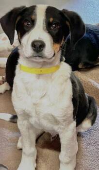 Border Collie and Mixed Breed Dogs Available for Adoption - A252000 | PetCurious