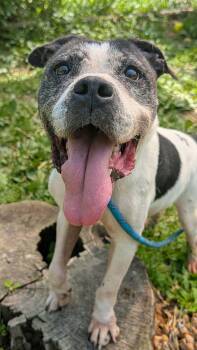 Cookie Dough -  Pit Bull Terrier Dog for Adoption in Chicago, Illinois - Cookie Dough | PetCurious