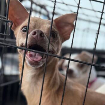 Rescue Chihuahua Dogs for Adoption in Hudson, Illinois - Cinnamon | PetCurious