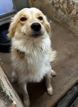 Foxy -  Great Pyrenees and Golden Retriever Dog for Adoption in Thompson Falls, Montana - Foxy | PetCurious