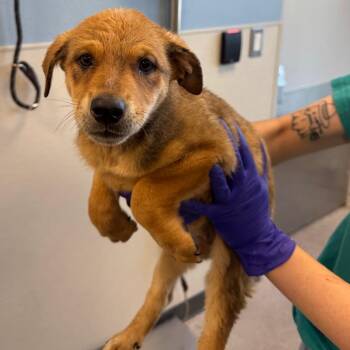 Lettuce -  Mixed Breed Dog for Adoption in Las Cruces, New Mexico - Lettuce | PetCurious
