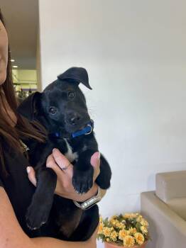 Rat Terrier and Labrador Retriever Dogs Available for Adoption in Mobile, Alabama - Donut | PetCurious