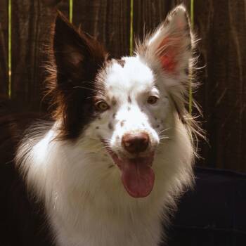 Rescue Border Collie Dogs for Adoption in Colleyville, Texas - Koa | PetCurious