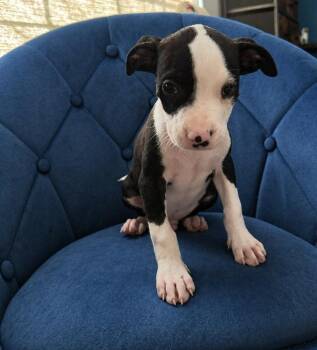 Boston Terrier and Terrier Dogs Available for Adoption in Alafaya, Florida - Dunkaroo | PetCurious