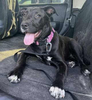 Mixed Breed Dogs Available for Adoption in Wendell, North Carolina - Dolly | PetCurious