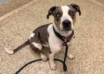 CAMELLIA -  Pit Bull Terrier and Mixed Breed Dog for Adoption in Colorado Springs, Colorado - CAMELLIA | PetCurious