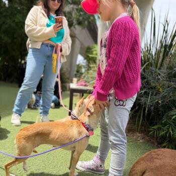 Chihuahua Dogs Available for Adoption in Los Angeles, California - Goldie | PetCurious
