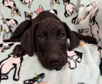 Kiwi Tropical -  Hound and Labrador Retriever Dog for Adoption in Andover, Massachusetts - Kiwi Tropical | PetCurious