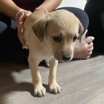 Border Terrier Dogs Available for Adoption in Escondido, California - Azalea | PetCurious