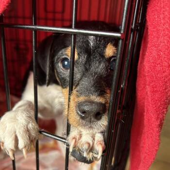 Mixed Breed Dogs Available for Adoption - Chico | PetCurious