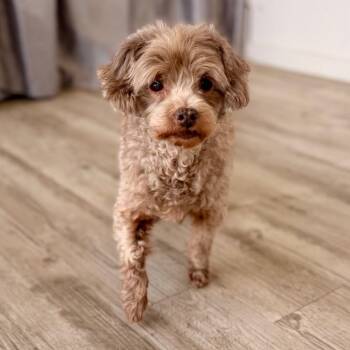 Poodle Dogs Available for Adoption in Green Bay, Wisconsin - Bailey | PetCurious