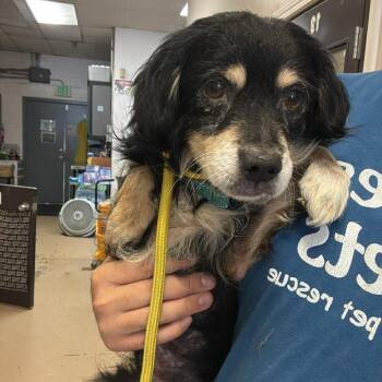 Spaniel Dogs Available for Adoption in Chino Hills, California - Ainsley- City Of Industry Location | PetCurious