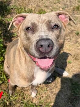 Octavia Tag 702 -  Pit Bull Terrier Dog for Adoption in Central Islip, New York - Octavia Tag 702 | PetCurious