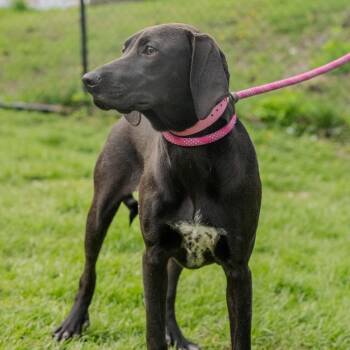 German Shorthaired Pointer and Black Labrador Retriever Dogs Available for Adoption in Pawling, New York - Birdie Blue | PetCurious