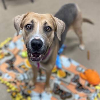 Foxhound and German Shepherd Dog Dogs Available for Adoption in Aurora, Colorado - ELSA | PetCurious