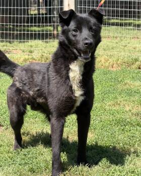 Shepherd Dogs Available for Adoption in Catlett, Virginia - Roo | PetCurious
