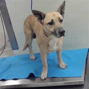 German Shepherd Dog and Mixed Breed Dogs Available for Adoption - FRANKIE | PetCurious