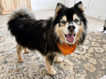 Bayle North Bound Babe -  Husky and Chow Chow Dog for Adoption in Friendswood, Texas - Bayle North Bound Babe | PetCurious