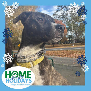 Rescue Mixed Breed Dogs for Adoption - Pink Too Much | PetCurious