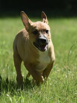 Remy -  German Shepherd Dog and Labrador Retriever Dog for Adoption in Mechanicsburg, Pennsylvania - Remy | PetCurious
