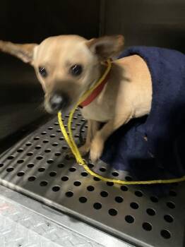 MAX -  Chihuahua Dog for Adoption in Dallas, Texas - MAX | PetCurious